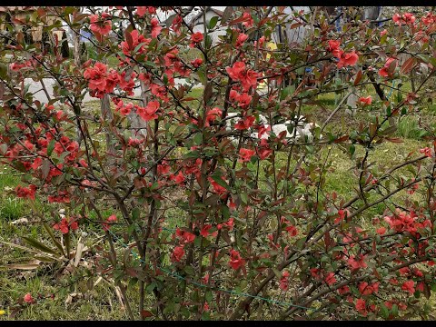 Video: Henomeles Ili Japanska Dunja - Iskustvo Uzgoja