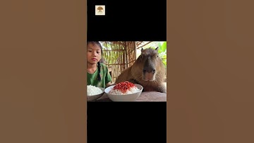 Capybara Bị Bé Hoa Lừa Ăn Cơm Trộn Ớt Siêu Cay  #shorts #Capybara #cauchuyencuocsong