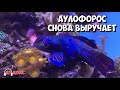 Раскорм мандаринок аулофорусом | Морской аквариум