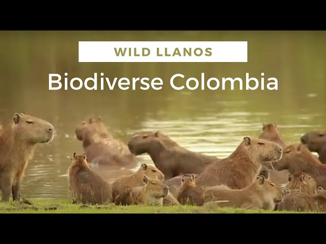 pic Encanto Capybara destimap