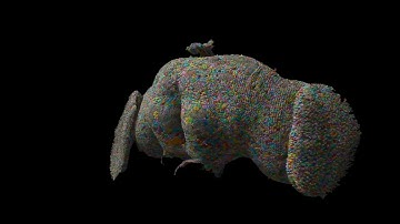 First map of every neuron in an adult brain has been produced for a fruit fly