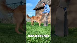 Can Your Dog Do These? The Toy Challenges!