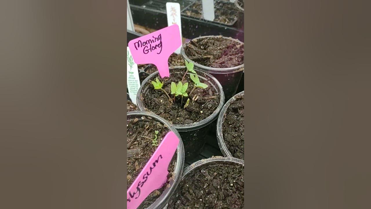 using hydrogen peroxide and water to germinate flower seeds or