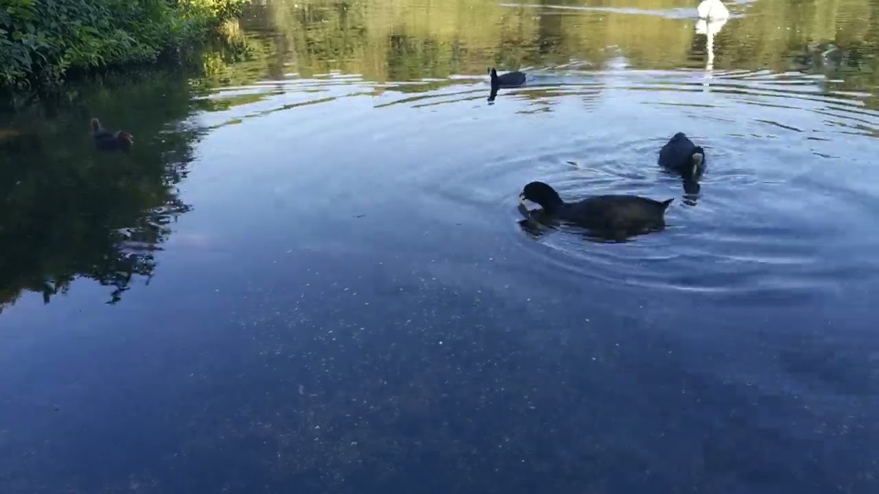 Coots feeding their Cootlings. YouTube