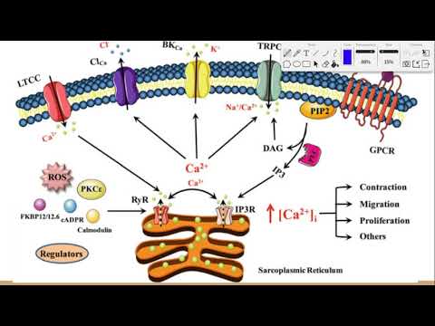 Calcium Signaling Lecture