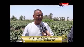 من سيزرع المليون في أكبر قرية تزرع الباذنجان.. ومحمد الحداد يُضاعف إنتاجيته باستخدام السماد الحيوي