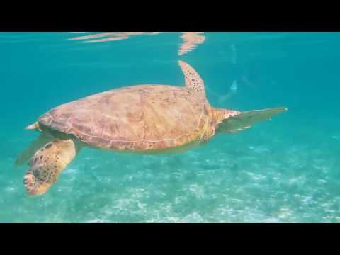 Wideo: Wyspy Derawan na Borneo: Kompletny przewodnik