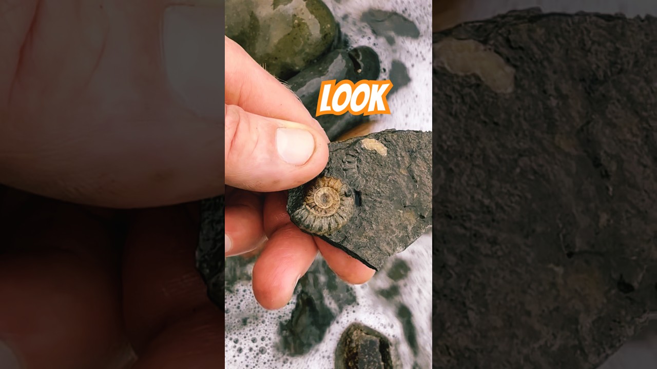 Найдите окаменелости в шторме⁉️ 