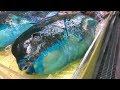 Parrot Fish Cutting Skills 鸚鵡魚切割技能 - How to Cut Parrot Fish for Sashimi, Japan