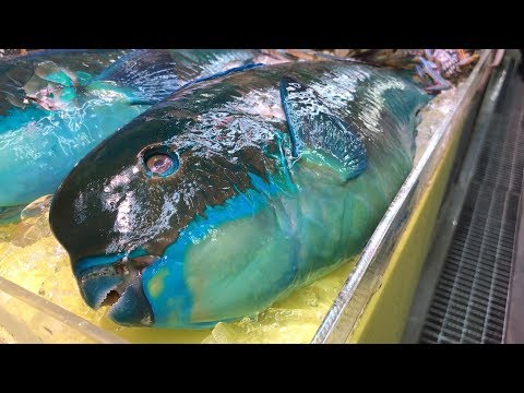 Parrot Fish Cutting Skills 鸚鵡魚切割技能 - How to Cut Parrot Fish for Sashimi, Japan