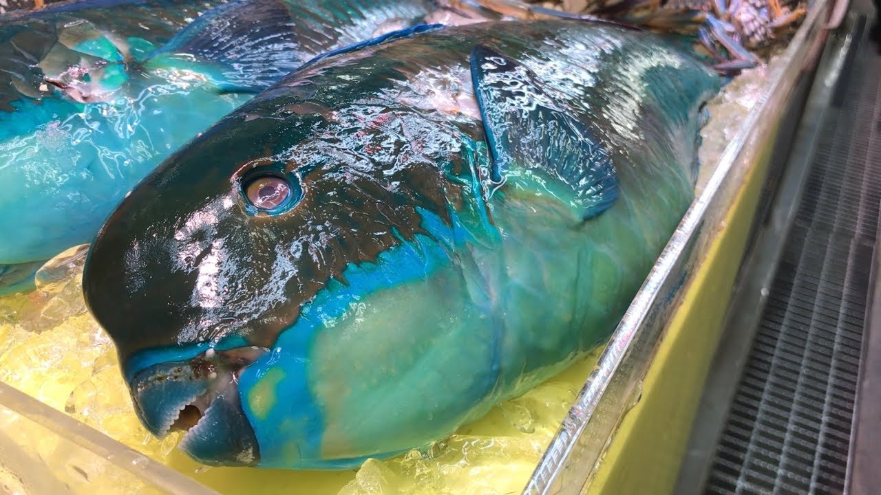 Parrot Fish Cutting Skills 鸚鵡魚切割技能 - How to Cut Parrot Fish for Sashimi, Japan - YouTube
