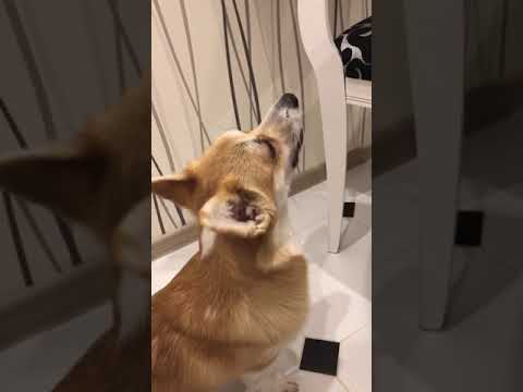 Video: Pembroke Welsh Corgi Köpək Hipoallergenik, Sağlamlıq Və Ömür