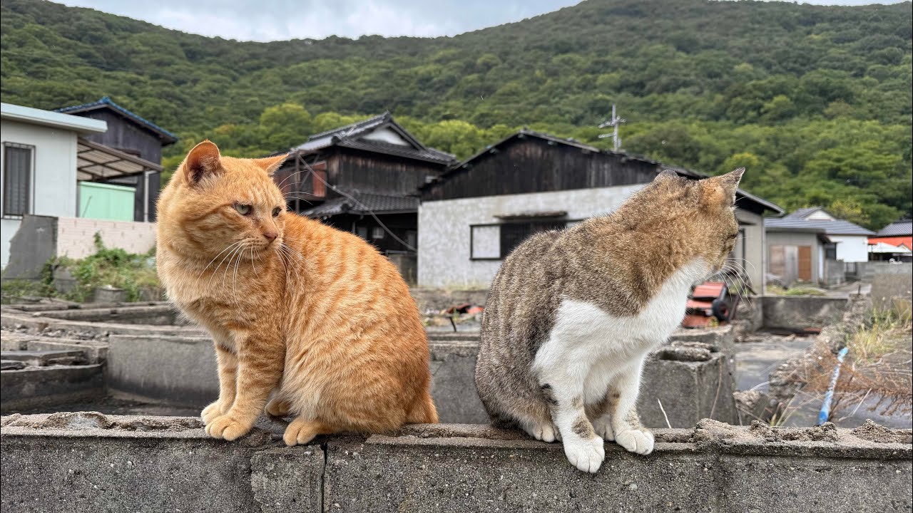 【とび猫が見れる🐈猫島】美しい海と人懐こい猫達と仲良くなってリフレッシュしました |香川県佐柳島