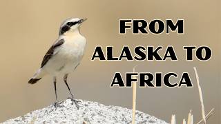 Northern Wheatear | No wheat, but a migration of epic proportions!