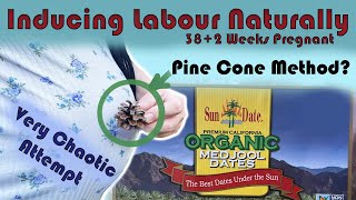 Very Chaotic Labour Induction Attempt Pine Cone Method? Did It Work?