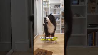 YOU Will LOVE This DOG  Bernese Mountain Dog #shorts