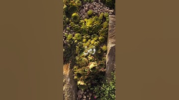 اصبر… فالله يعلم ما في قلبك 💫 | تلاوة تهز المشاعر من سورة طه بصوت المنشاوي" #quran #تلاوة_خاشعة