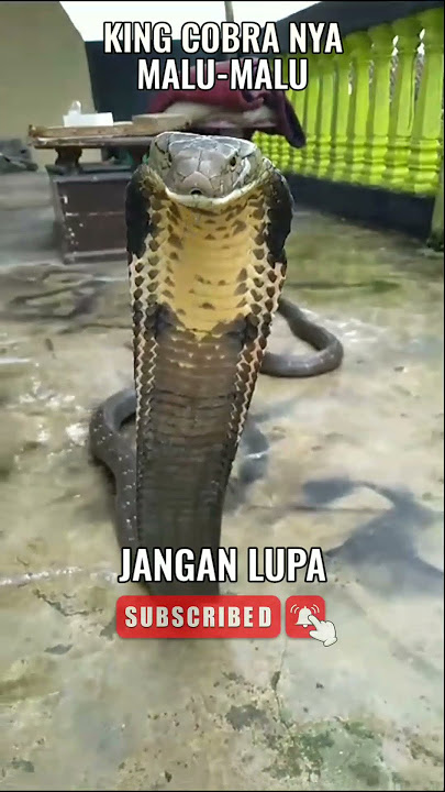 SI RAJA MALAH MALU MALU #king #kingsnake #kingcobra #snake #snakevideo #venomous #kings #cobra #ular