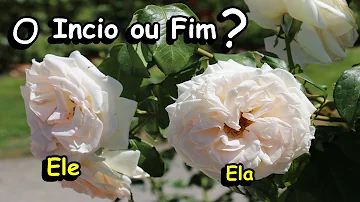 O que significa receber uma rosa branca?