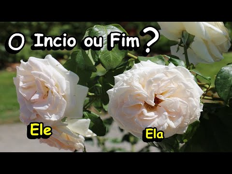 Vídeo: O Que Rosas Brancas Significam