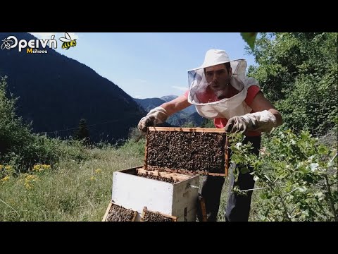 Βίντεο: Ποια είναι τα πιο γρήγορα αναπτυσσόμενα έλατα;