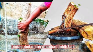 Merubah  gaya bonsai  Bougenville batang tinggi dan lurus