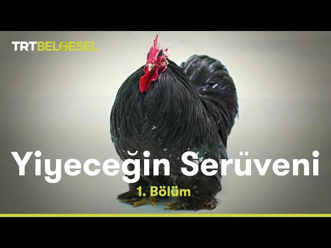 Yiyeceğin Serüveni | Tavuk | TRT Belgesel