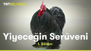 Yiyeceğin Serüveni | Tavuk | TRT Belgesel