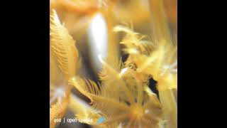 ASC - Fever
