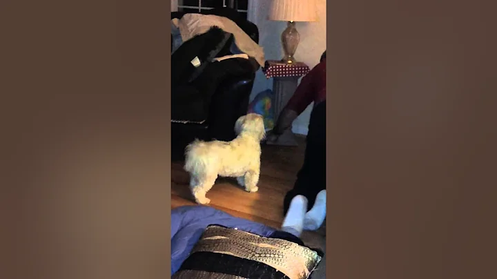 Bo getting rainbow pillow pet