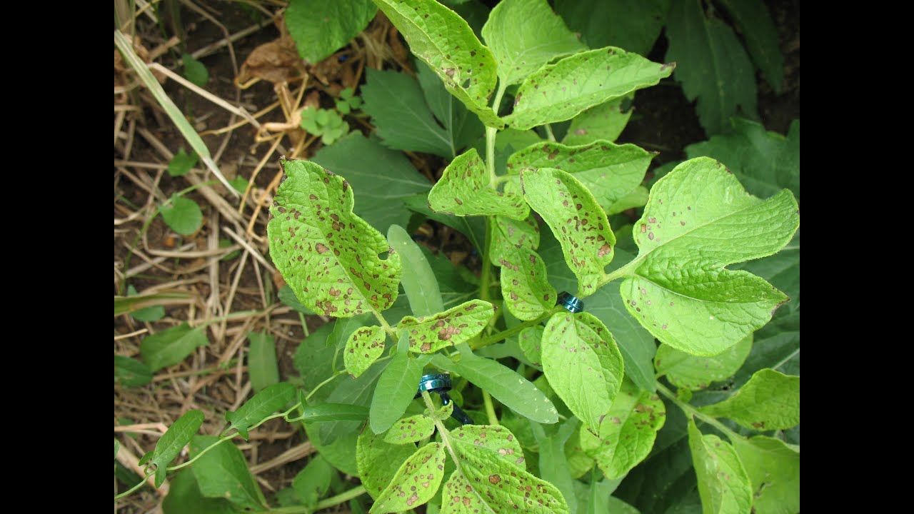 Ask NCAR: What can plants tell us about air pollution? - YouTube