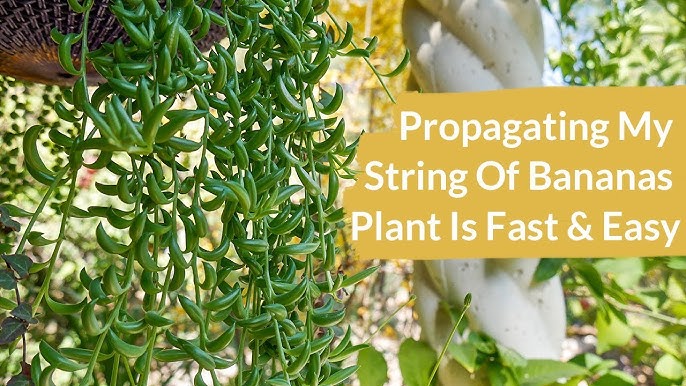 Easy Way How To Propagate String Of Pearls Succulent Plant 