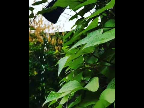 گروه بمرانی قصه ای مردی که لب نداشت