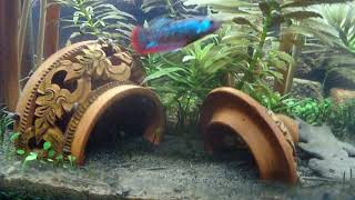 Sumatran Rice Paddy Biotope Nano Aquarium (Walstad Style)