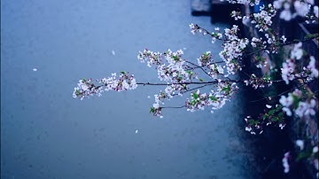 Noma - Sakura 1시간