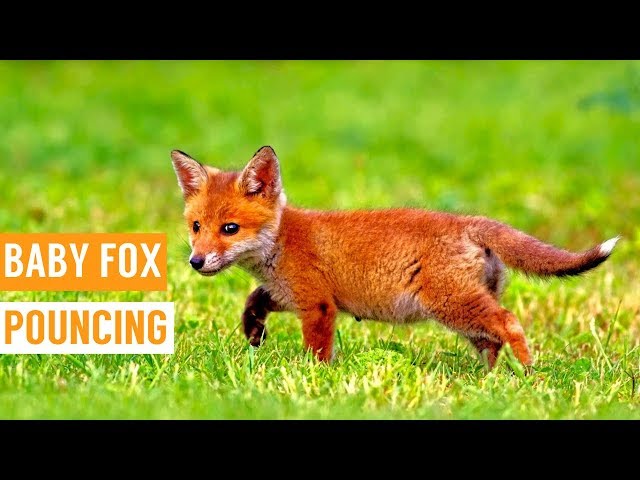 cute baby red foxes