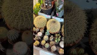 find a cactus with real flowers #gardening #flowers