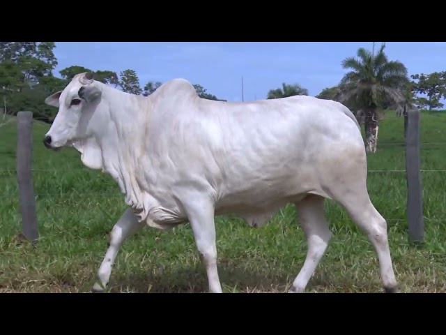 LOTE 11 - F1446 (WYM 1446)