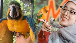 Burung Kakak Tua: Haiwan Paling Cerdik Saya Jaga
