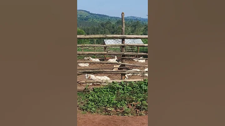 minimising costs when starting goats farm....cheap way of fencing