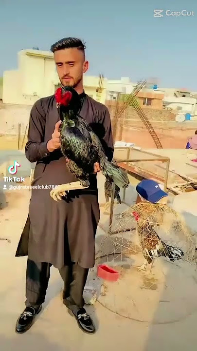 🐍🐍🐍WarGa #unfrez #pets #swataseels #kabutar #aseelmurga