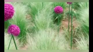 lagu-lagu Nasional Instrumen suara flute untuk Puisi dan Relaksasi.