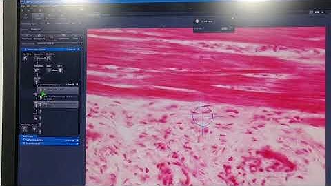 Zeiss Axio Scan.Z1 Fluorescence Motorized Slide Scanner Microscope [BOSTONIND] - 17564