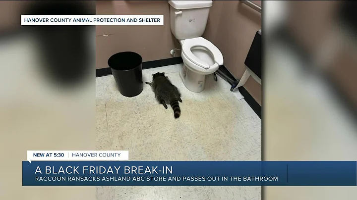 Raccoon found passed out in liquor store bathroom after breaking in, ransacking shelves