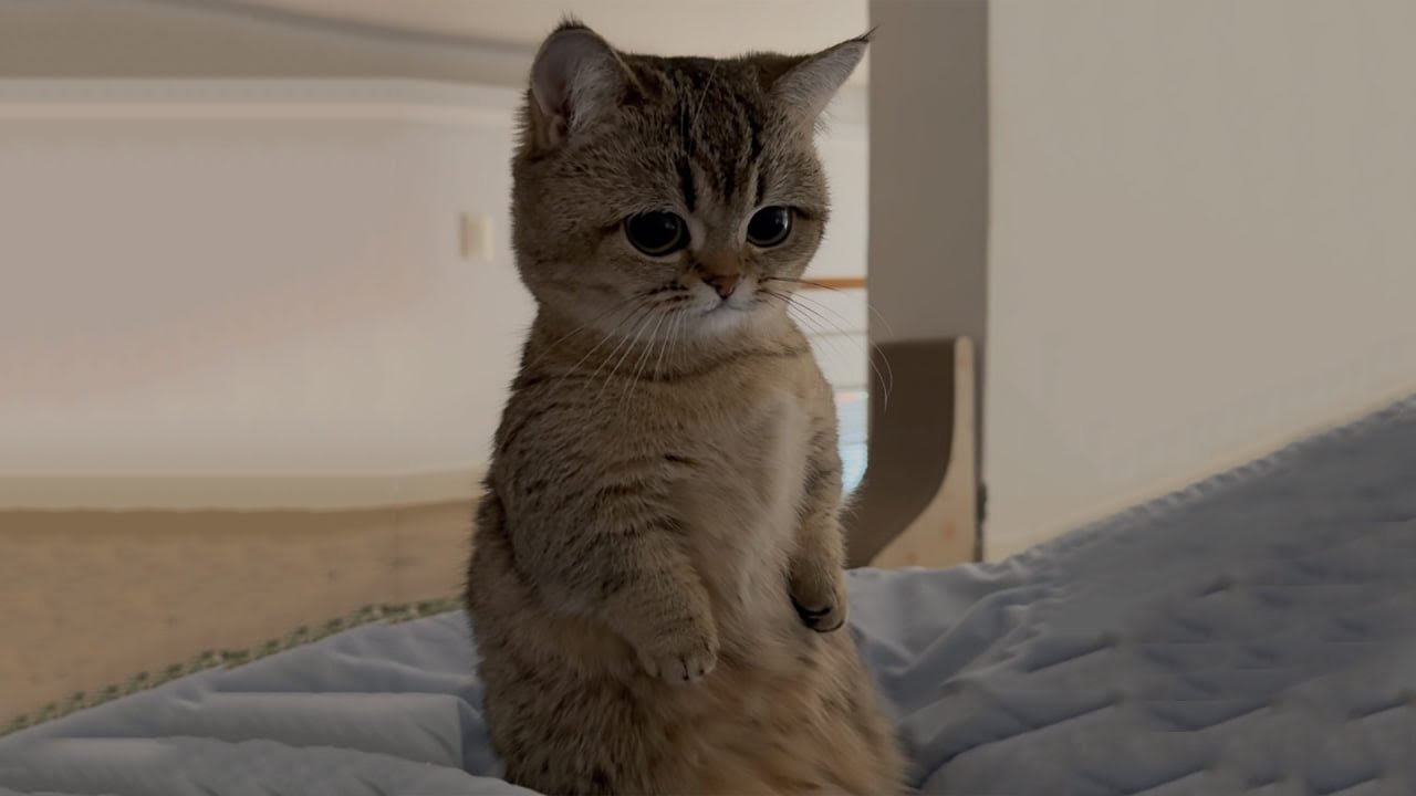 The Funniest Cat Videos 🐱 Try Not To Laugh Part 82