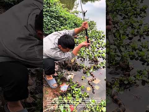 Man Rescues Venomous Snake from Polluted Water with Fishing Rod