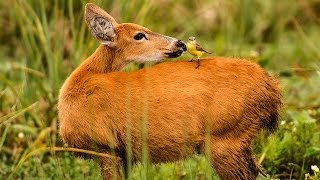 Travesias Fotográficas - Iberá Feria de Aves