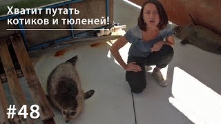 Хватит путать котиков и тюленей! // Всё как у зверей #48 Хватит путать котиков и тюленей! // Всё как у зверей #48