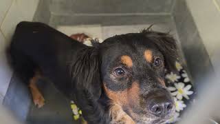 Acs A821365
