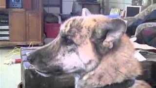 Mr. Appliance Dog